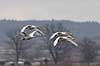 Sangsvane. Sangsvaner flyver over engen ved Hornborgasj�n Cygnus cygnus Hornborgasj�n Sverige  fugle Egentlige andefugle, Anatidae, Anseriformes, svaner, flyvning, fugleflugt