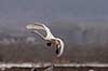 Sangsvane. Sangsvane l�gger an til landning p� engen ved Hornborgasj�n Cygnus cygnus Hornborgasj�n Sverige  fugle Egentlige andefugle, Anatidae, Anseriformes, svaner, flyvning, fugleflugt