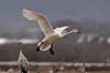 Sangsvane. Sangsvane l�gger an til landning p� engen ved Hornborgasj�n Cygnus cygnus Hornborgasj�n Sverige  fugle Egentlige andefugle, Anatidae, Anseriformes, svaner, flyvning, fugleflugt