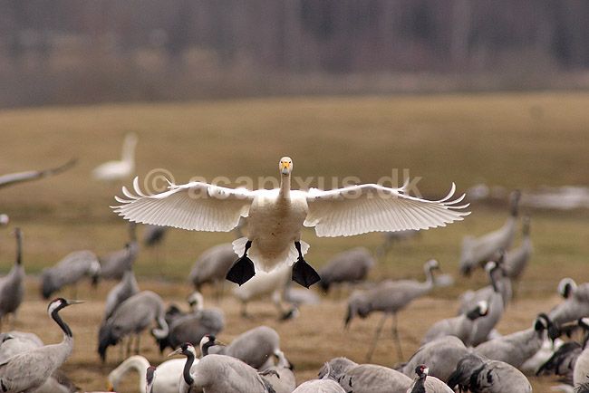 Sangsvane. Sangsvane l�gger an til landning p� engen ved Hornborgasj�n; Cygnus cygnus; Hornborgasj�n; Sverige; ; fugle; Egentlige andefugle, Anatidae, Anseriformes, svaner, flyvning, fugleflugt
