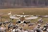Sangsvane. Sangsvane l�gger an til landning p� engen ved Hornborgasj�n Cygnus cygnus Hornborgasj�n Sverige  fugle Egentlige andefugle, Anatidae, Anseriformes, svaner, flyvning, fugleflugt