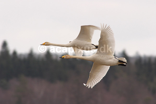 Sangsvane. Sangsvaner flyver over engen ved Hornborgasj�n; Cygnus cygnus; Hornborgasj�n; Sverige; ; fugle; Egentlige andefugle, Anatidae, Anseriformes, svaner, flyvning, fugleflugt