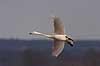 Sangsvane. Sangsvane flyver over engen ved Hornborgasj�n Cygnus cygnus Hornborgasj�n Sverige  fugle Egentlige andefugle, Anatidae, Anseriformes, svaner, flyvning, fugleflugt