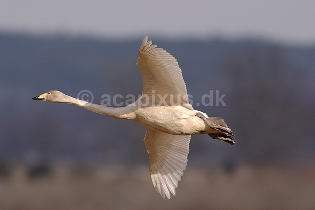 Sangsvane. Sangsvane flyver over engen ved Hornborgasj�n; Cygnus cygnus; Hornborgasj�n; Sverige; ; fugle; Egentlige andefugle, Anatidae, Anseriformes, svaner, flyvning, fugleflugt