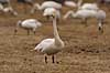 Sangsvane. Sangsvane p� engen ved Hornborgasj�n Cygnus cygnus Hornborgasj�n Sverige  fugle Egentlige andefugle, Anatidae, Anseriformes, svaner, flyvning, fugleflugt