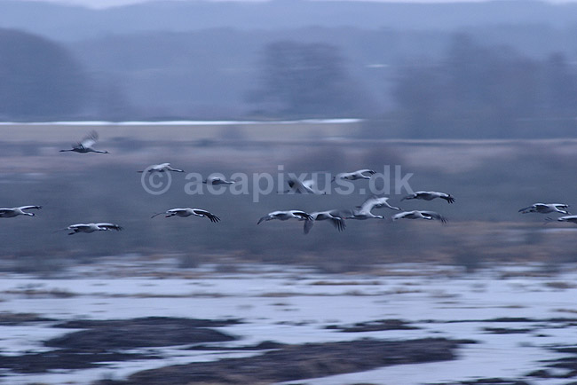 Trane. Traner flyver over dansepladsen ved Hornborgasj�n i morgengryet; Grus grus; Hornborgasj�n; Sverige; ; fugle; Tranefugle, Gruiformes, Gruidae, flyvning, fugleflugt, trana, crane