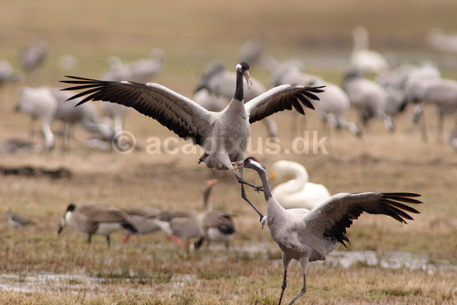 Trane. Traner danser p� dansepladsen ved Hornborgasj�n; Grus grus; Hornborgasj�n; Sverige; ; fugle; Tranefugle, Gruiformes, Gruidae, trana, crane