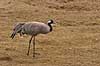 Trane. Traner raster p� dansepladsen ved Hornborgasj�n Grus grus Hornborgasj�n Sverige  fugle Tranefugle, Gruiformes, Gruidae, trana, crane