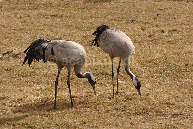 Trane. Traner raster p� dansepladsen ved Hornborgasj�n; Grus grus; Hornborgasj�n; Sverige; ; fugle; Tranefugle, Gruiformes, Gruidae, trana, crane