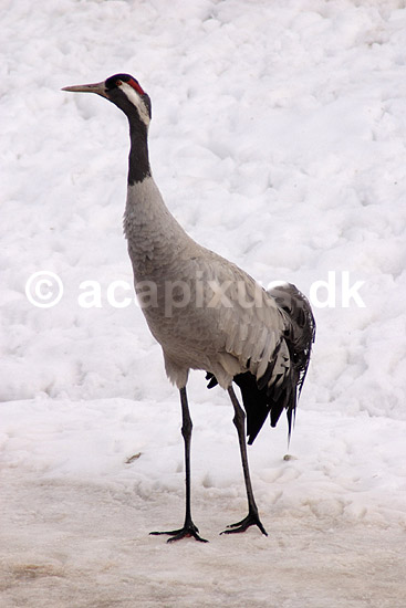 Trane. Traner raster p� dansepladsen ved Hornborgasj�n; Grus grus; Hornborgasj�n; Sverige; ; fugle; Tranefugle, Gruiformes, Gruidae, trana, crane