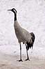 Trane. Traner raster p� dansepladsen ved Hornborgasj�n Grus grus Hornborgasj�n Sverige  fugle Tranefugle, Gruiformes, Gruidae, trana, crane