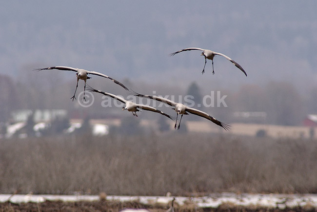 Trane. Traner flyver over dansepladsen ved Hornborgasj�n; Grus grus; Hornborgasj�n; Sverige; ; fugle; Tranefugle, Gruiformes, Gruidae, flyvning, fugleflugt, trana, crane