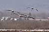 Trane. Traner flyver over dansepladsen ved Hornborgasj�n Grus grus Hornborgasj�n Sverige  fugle Tranefugle, Gruiformes, Gruidae, flyvning, fugleflugt, trana, crane