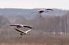 Trane. Traner flyver over dansepladsen ved Hornborgasj�n Grus grus Hornborgasj�n Sverige  fugle Tranefugle, Gruiformes, Gruidae, flyvning, fugleflugt, trana, crane