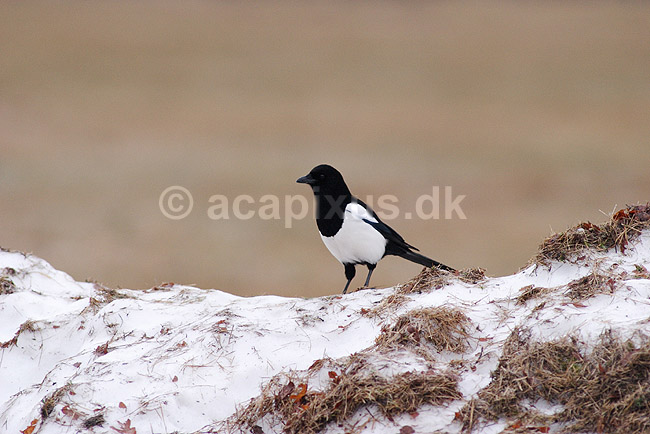 Husskade; Pica pica; Hornborgasj�n; Sverige; ; fugle; Kragefugle, Corvidae, Spurvefugle, Passeriformes, skader