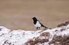 Husskade Pica pica Hornborgasj�n Sverige  fugle Kragefugle, Corvidae, Spurvefugle, Passeriformes, skader
