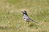  Motacilla alba H�kens�s Sweden  birds 