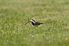  Motacilla alba H�kens�s Sweden  birds 