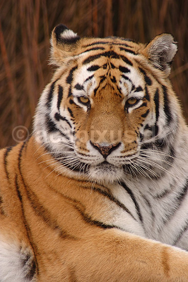 Tiger. Amur tiger, Sibirisk tiger; Panthera tigris altaica; Zoologiskhave K�benhavn; ; ; pattedyr; Katte, Felidae, Rovdyr, Carnivora, kattedyr, tigre