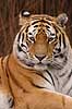 Tiger. Amur tiger, Sibirisk tiger Panthera tigris altaica Zoologiskhave K�benhavn   mammals 