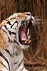 Tiger. Amur tiger, Sibirisk tiger Panthera tigris altaica Zoologiskhave K�benhavn   mammals 