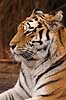 Tiger. Amur tiger, Sibirisk tiger Panthera tigris altaica Zoologiskhave K�benhavn   mammals 
