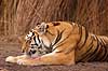 Tiger. Amur tiger, Sibirisk tiger Panthera tigris altaica Zoologiskhave K�benhavn   mammals 