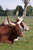  Bos taurus Knuthenborg Safari Park   mammals 