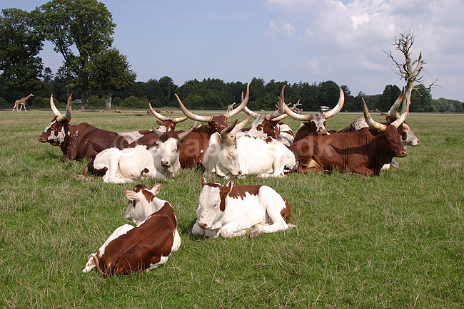 Watusi. Watusi kv�g, Ankole kv�g, tamkv�g; Bos taurus; Knuthenborg Safari Park; ; ; pattedyr; Skedehornede, Bovidae, Parrett�ede hovdyr, Artiodactyla