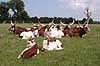  Bos taurus Knuthenborg Safari Park   mammals 