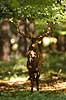  Cervus elaphus J�gersborg Dyrehave / Sj�lland   mammals 