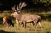  Cervus elaphus J�gersborg Dyrehave / Sj�lland   mammals 