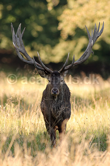 Kronhjort. Kronhjort hviler ud i skyggen under b�getr�  under brunst perioden; Cervus elaphus; J�gersborg Dyrehave / Sj�lland; ; ; pattedyr; Hjorte, kronhjorte, Cervidae, Parrett�ede hovdyr, Artiodactyla, Krondyr, Red deer, kronvildt, krondyr, kronhjorte, brunst, hjort