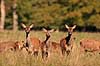  Cervus elaphus J�gersborg Dyrehave / Sj�lland   mammals 