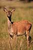  Cervus elaphus J�gersborg Dyrehave / Sj�lland   mammals 