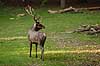  Cervus elaphus J�gersborg Dyrehave / Sj�lland   mammals 