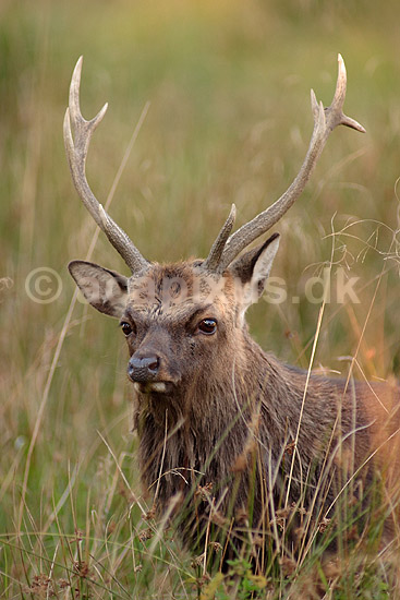 Sika. Sikahjort tager et hvil i skyggen i Dyrehaven; Cervus nippon; J�gersborg Dyrehave / Sj�lland; ; ; pattedyr; Hjorte, Cervidae, Parrett�ede hovdyr, Artiodactyla, hjort