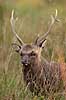  Cervus nippon J�gersborg Dyrehave / Sj�lland   mammals 