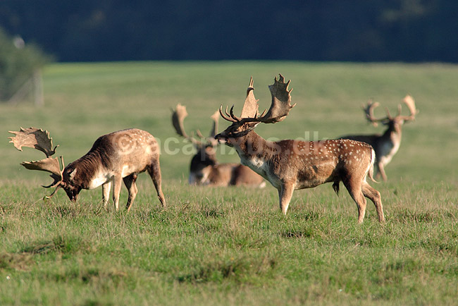 D�dyr. D�dyr p� brunstpladsen i Dyrehaven; Dama dama; J�gersborg Dyrehave / Sj�lland; ; ; pattedyr; Hjorte, Cervidae, Parrett�ede hovdyr, Artiodactyla, hjort, d�vildt, gevir, fuldskuffel, dr�vtygger, brunst, fallow deer, d�hjort, dovhjort
