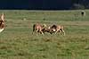  Cervus nippon J�gersborg Dyrehave / Sj�lland   mammals 