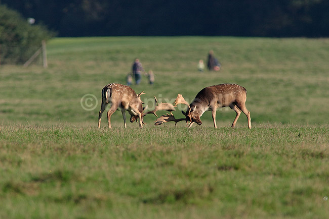 D�dyr. D�dyr p� brunstpladsen i Dyrehaven; Dama dama; J�gersborg Dyrehave / Sj�lland; ; ; pattedyr; Hjorte, Cervidae, Parrett�ede hovdyr, Artiodactyla, hjort, d�vildt, gevir, fuldskuffel, dr�vtygger, brunst, fallow deer, d�hjort, dovhjort