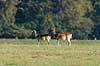  Cervus nippon J�gersborg Dyrehave / Sj�lland   mammals 