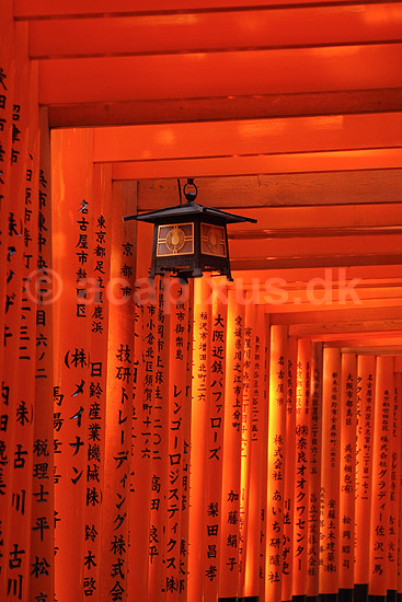 Fushimi-Inari Taisha Shrine. Tunnel af torii ved det shintoistiske Fushimi-Inari Taisha Shrine; ; Fushimi-Inari Taisha Shrine / Kyoto; Japan; Asien; ; templer shintoisme orange
