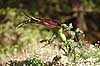 Drage arum. Drage arum p� Kreta Dracunculus vulgaris Kreta Gr�kenland Europa planter Arum-familien, Araceae, Arales, Monocotyledoneae, Dragon Arum, Drakondia, Dragon Flower, blomster
