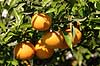 Citrus sinensis  Kreta Greece Europa plants 