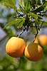  Citrus sinensis  Kreta Greece Europa plants 