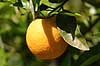  Citrus sinensis  Kreta Greece Europa plants 