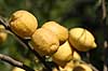 Citrus medica Kreta Greece Europa plants 