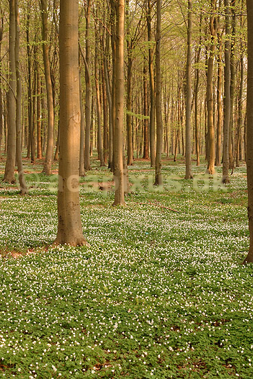 Anemoner. Hvide anemoner i skovbunden i b�geskov i J�gersborg Hegn; Anemone nemorosa; J�gersborg Hegn; ; ; planter; Ranunkel-familien, Ranunculaceae, Ranunkel-ordenen, Ranunculales, blomster, for�r, b�g, b�getr�, b�getr�er