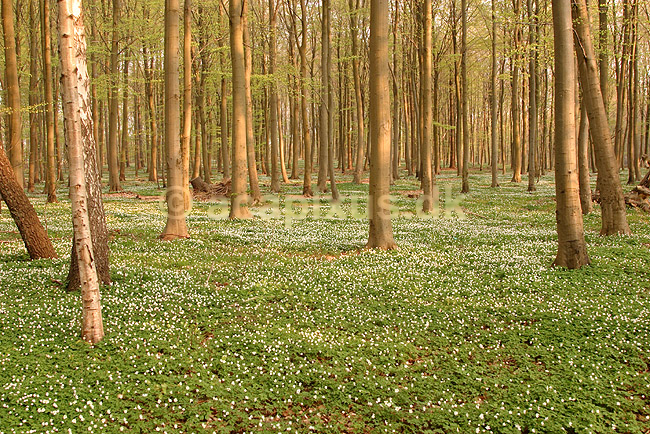 Anemoner. Hvide anemoner i skovbunden i b�geskov i J�gersborg Hegn; Anemone nemorosa; J�gersborg Hegn; ; ; planter; Ranunkel-familien, Ranunculaceae, Ranunkel-ordenen, Ranunculales, blomster, for�r, b�g, b�getr�, b�getr�er